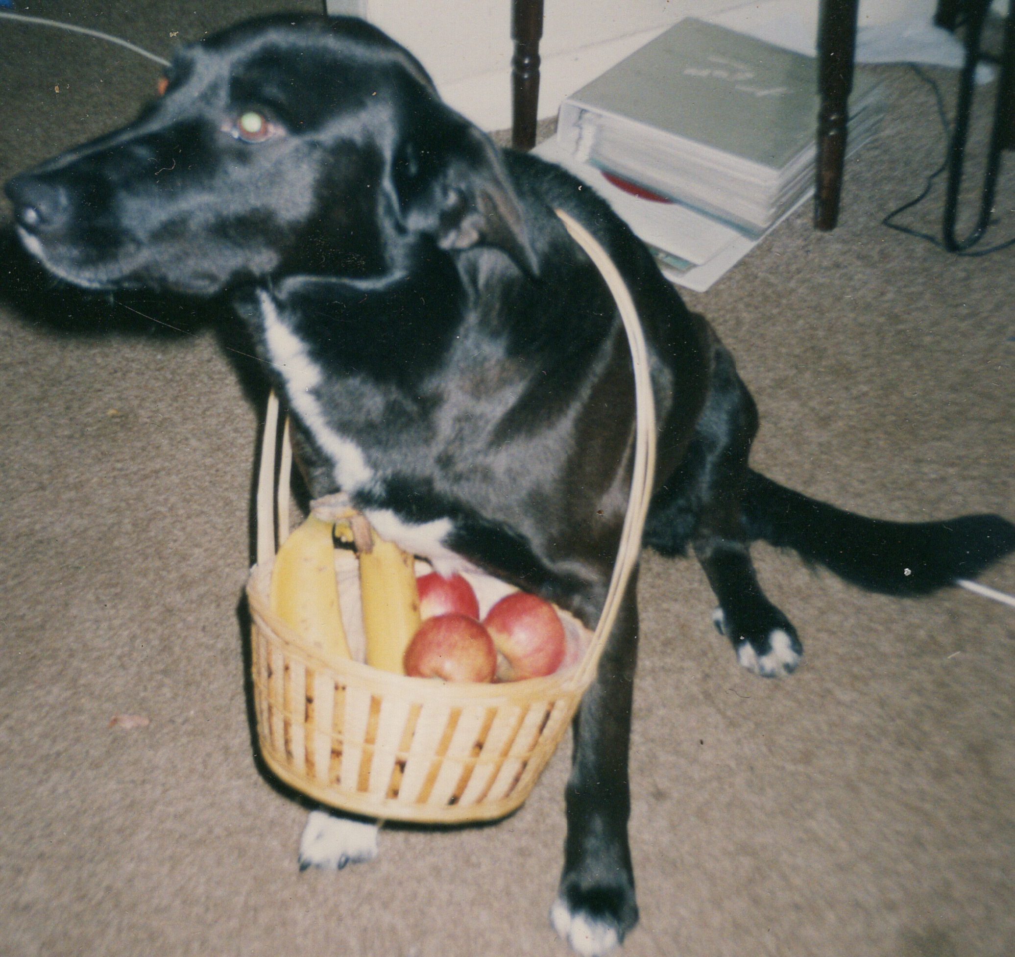 easter dog Licky